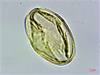 霧社山櫻花藏品圖，第2張