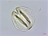 霧社山櫻花藏品圖，第3張