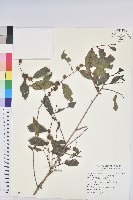 細葉饅頭果藏品圖，第1張