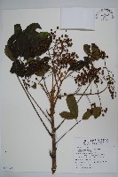 鵝掌柴、江某、鴨腳樹藏品圖，第1張