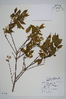 樟葉槭, 飛蛾子樹藏品圖，第1張