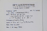 樟葉槭, 飛蛾子樹藏品圖，第2張