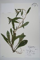 盾果草藏品圖，第1張