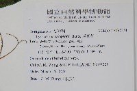 盾果草藏品圖，第2張