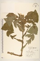 苦滇菜、苦菜藏品圖，第1張