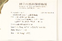 苦滇菜、苦菜藏品圖，第2張