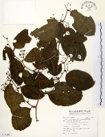 糙莖菝契、疣枝菝契藏品圖，第1張