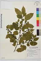 桶鉤藤藏品圖，第1張