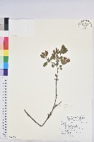 登錄號:S092159藏品圖，第1張