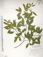 飛龍掌血藏品圖，第1張