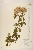 小舌菊、蔓綿菜藏品圖，第1張