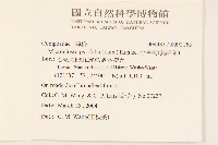 小舌菊、蔓綿菜藏品圖，第2張