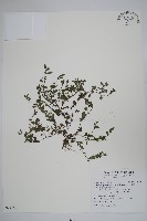 細纍子草藏品圖，第1張