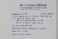 細纍子草藏品圖，第2張