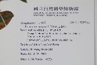 盾果草藏品圖，第2張