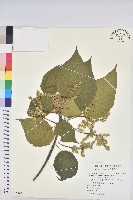 血桐藏品圖，第1張