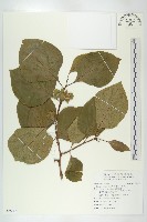 柿、柿仔、紅柿藏品圖，第1張