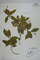 絡石藏品圖，第1張