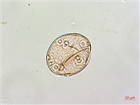 絡石藏品圖，第2張