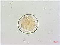 絡石藏品圖，第3張