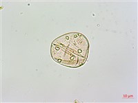 絡石藏品圖，第4張