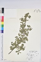 登錄號:S092178藏品圖，第1張