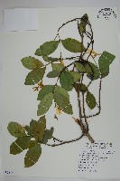 絡石藏品圖，第1張