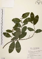 盤龍木、牛筋藤藏品圖，第1張