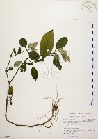 臺灣鱗球花藏品圖，第1張