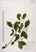 臺灣石楠藏品圖，第1張