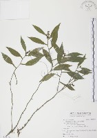 柚葉藤藏品圖，第1張