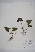 薄葉細辛、尾花細辛藏品圖，第1張