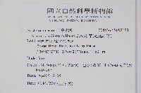 薄葉細辛、尾花細辛藏品圖，第2張