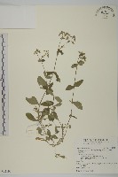 卷耳藏品圖，第1張