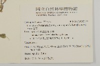 卷耳藏品圖，第2張