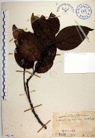 菲律賓厚殼桂藏品圖，第1張