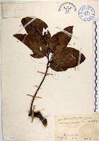 菲律賓厚殼桂藏品圖，第1張