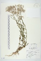 小花斑鳩菊藏品圖，第1張