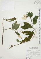 毛玉葉金花藏品圖，第1張