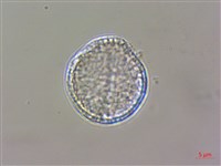 威靈仙藏品圖，第2張