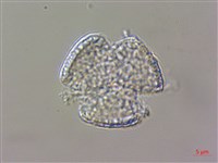 威靈仙藏品圖，第4張