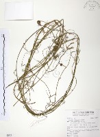 無根草藏品圖，第1張