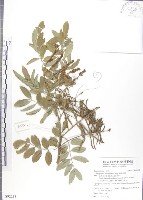 尖葉木藍藏品圖，第1張