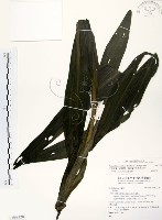 紅鶴頂蘭、紅鶴蘭、鶴頂蘭藏品圖，第1張