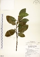 菲律賓榕藏品圖，第1張