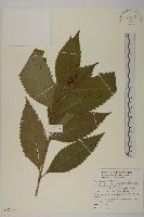 草珊瑚、紅果金粟蘭藏品圖，第1張