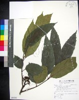 菲律賓火筒樹藏品圖，第1張