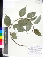 蘭嶼風藤藏品圖，第1張