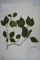 草野氏冬青藏品圖，第1張