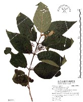 杜虹花，台灣紫珠藏品圖，第1張